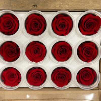 Rosa stabilizzata colore rosso