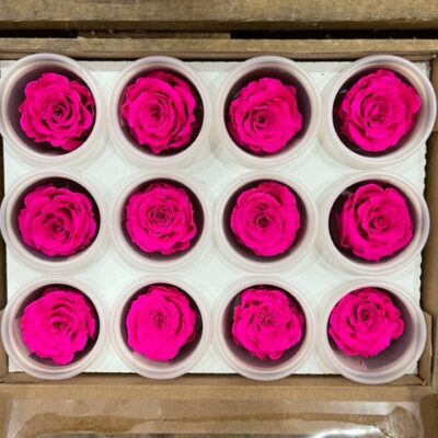 Rosa stabilizzata hot pink
