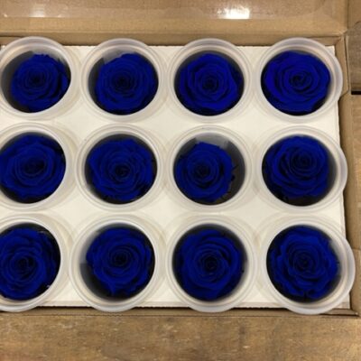 Rosa stabilizzata colore blu