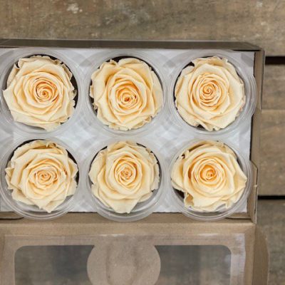 Rosa stabilizzata colore ivory