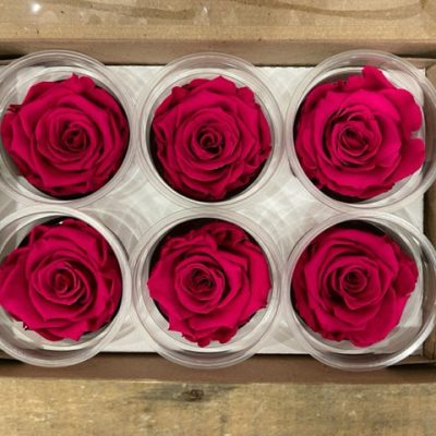 Rosa stabilizzata colore strawberry