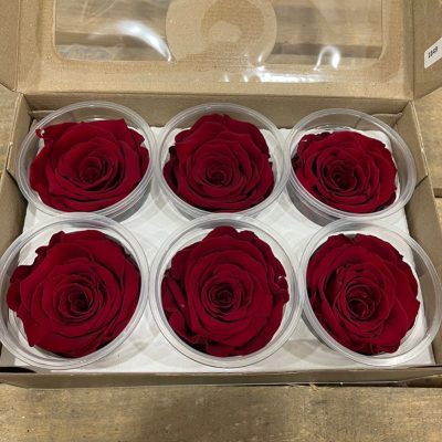 Rosa stabilizzata colore red passion