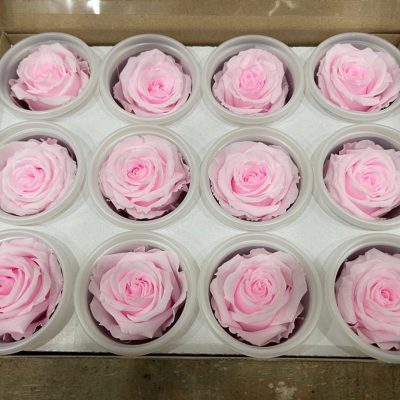 Rosa stabilizzata pink blush