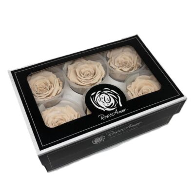 Rosa stabilizzata colore champagne