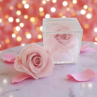 Rose Vere Stabilizzate