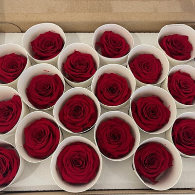 Rosa stabilizzata colore rosso