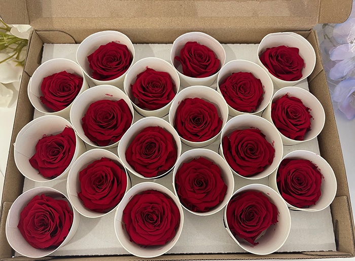 Rosa stabilizzata colore rosso