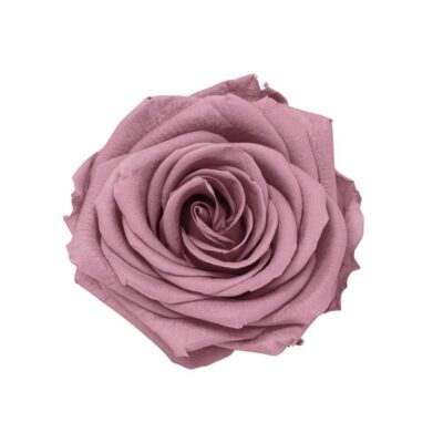 Rosa stabilizzata rosa colore malva