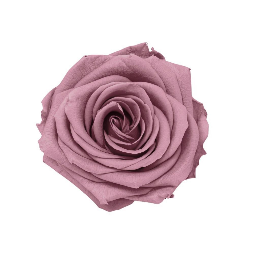 Rosa stabilizzata rosa colore malva
