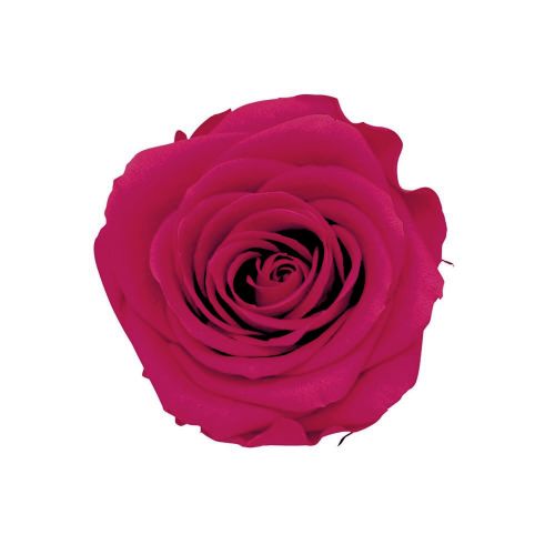 Rosa stabilizzata rosa colore Magenta