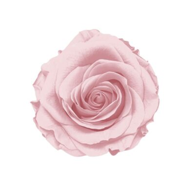 Rosellina stabilizzata rosa chiaro