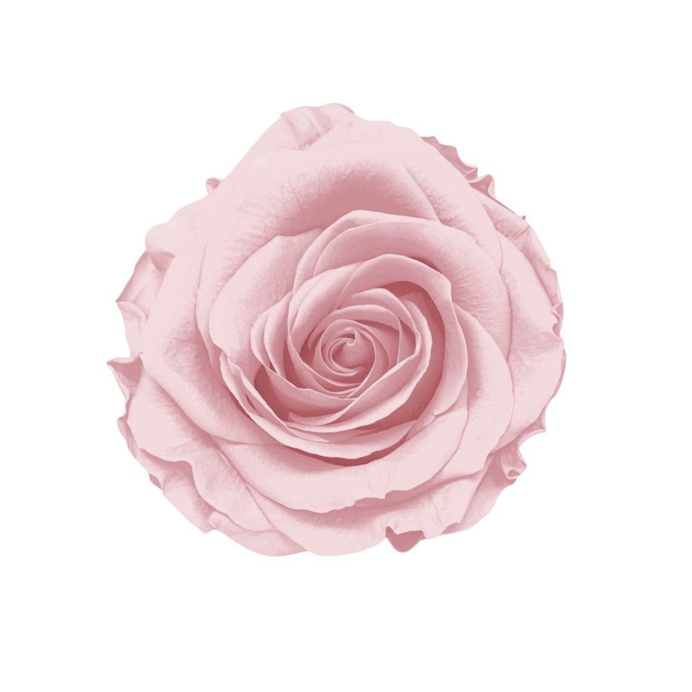 Rosa stabilizzata rosa chiaro