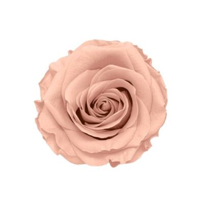 Rosa stabilizzata rosa pesca