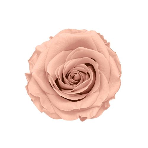 Rosa stabilizzata rosa pesca