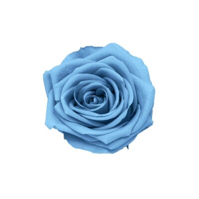 Rosellina stabilizzata celeste polvere