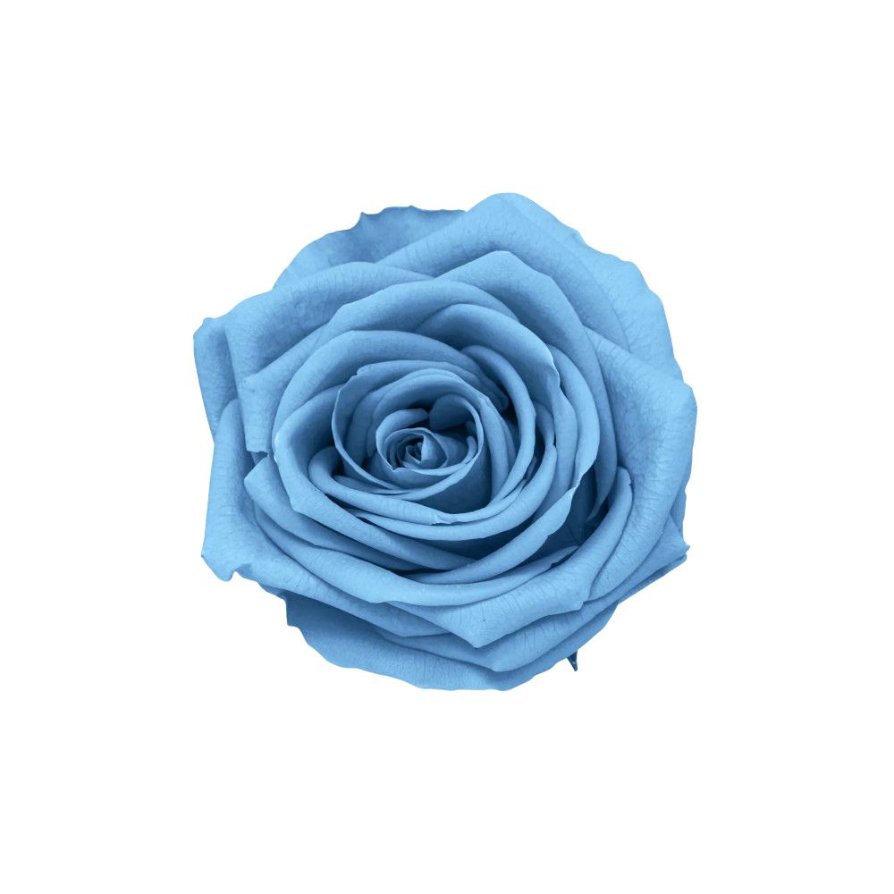 Rosellina stabilizzata celeste polvere