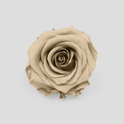 Rosa stabilizzata rosa colore sabbia